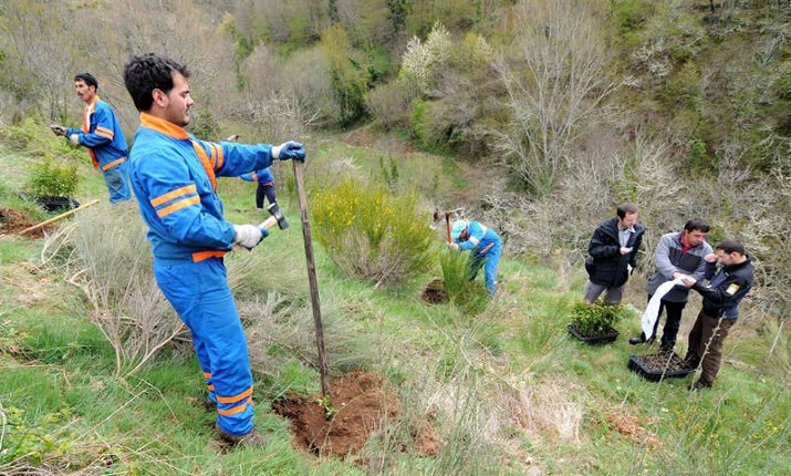 La Fundación Oso Pardo ha plantado 110.485 árboles para alimentar a la población de osos