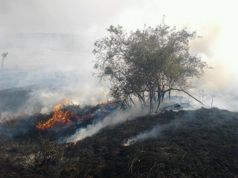 Incendio forestal