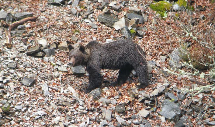 Los cazadores colaboran en la repoblación del oso pardo