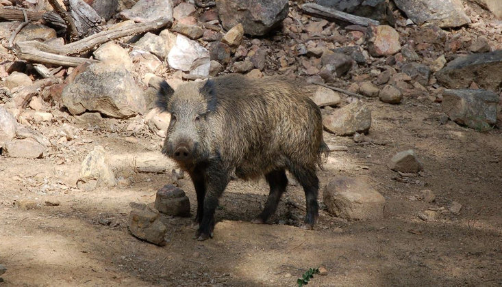 La caza del jabalí está provocando la muerte de jabalinas preñadas