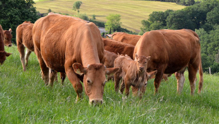 Vacas de Cantabria