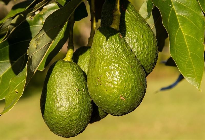 El aguacate regula las hormonas del estrés, ayudando a mantener sanas las células del cerebro