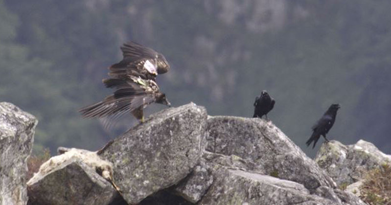 Tres ejemplares más de quebrantahuesos se podrán ver en los Picos de Europa