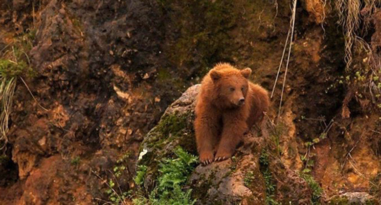 Oso en Cabárceno