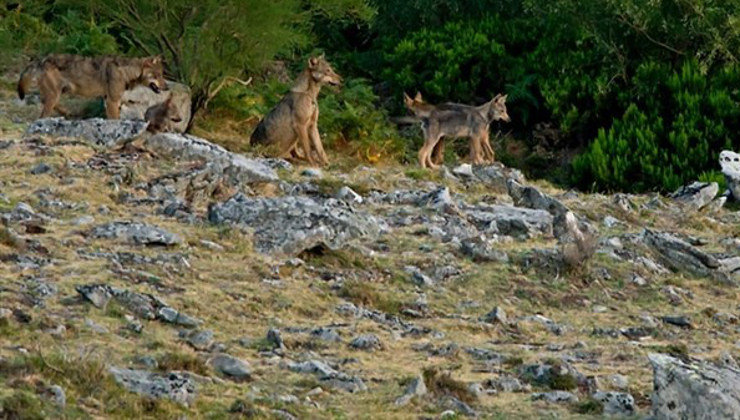 COAG reclama mejores indemnizaciones por ataques de lobo y, en algunos casos, denuncia retrasos en el pago