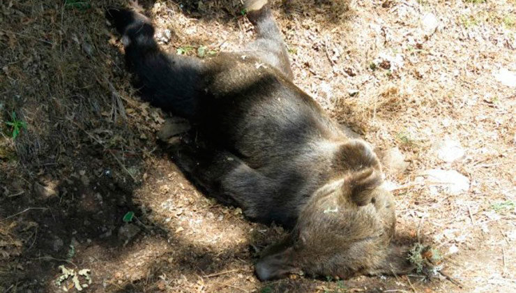 El oso muerto en la cordillera cantábrica ha muerto de un disparo