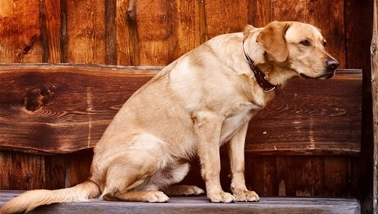 Pocas casas rurales en Cantabria están preparadas para recibir mascotas