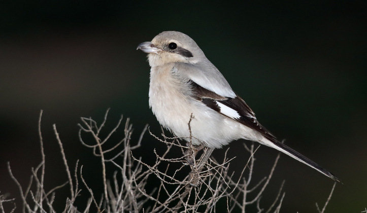 aves raras