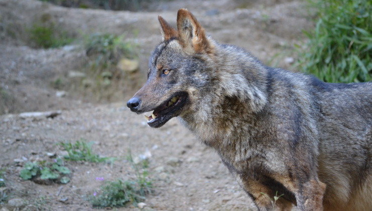 Lobo_Pablo-Marcos Medina