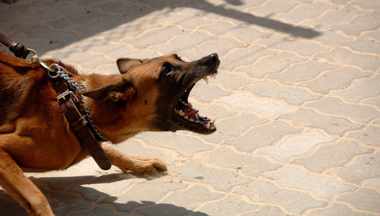 Un hombre ha sufrido una mordedura en su mano al intentar separar a los perros | Foto: Archivo