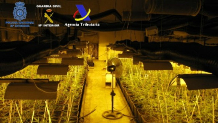 plantacion marihuana desarticulada