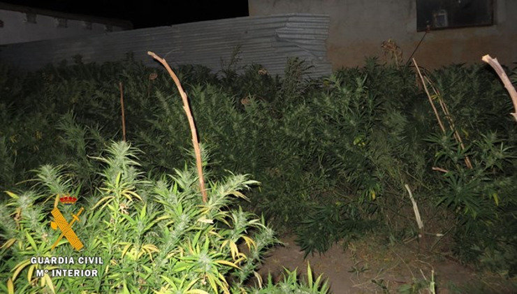 plantacion marihuana salamanca