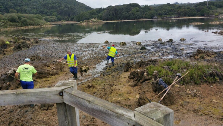 El Ayuntamiento de Arnuero retira el alga invasora de la marisma de Joyel