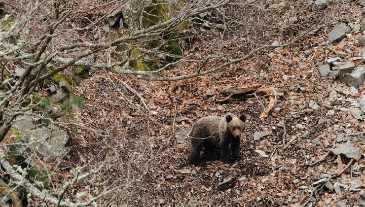 Se ha localizado el oso pardo herido durante una cacería de jabalí | Foto: Archivo