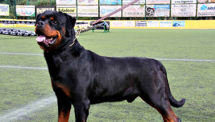 rottweiler