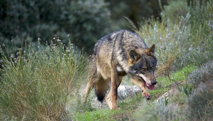 Lobo ibérico