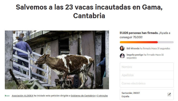 vacas