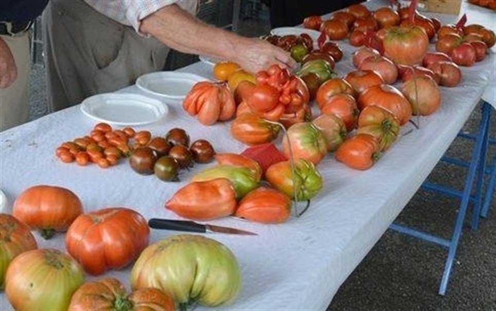 TOMATES