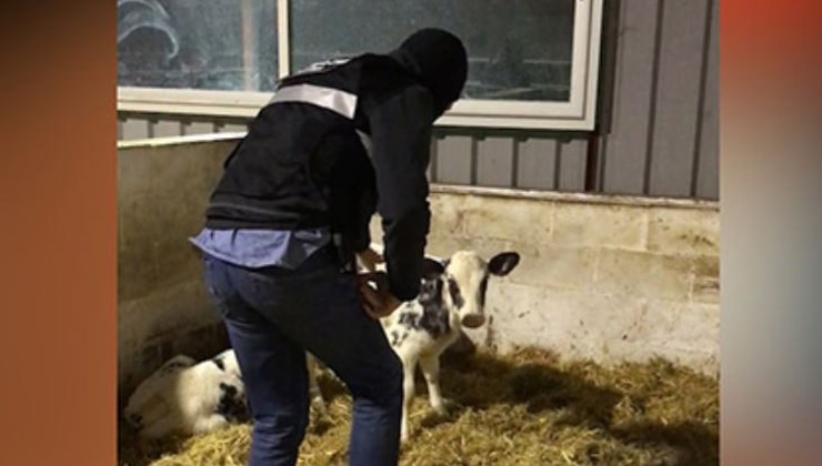 Detenidos comercio ilegal vacuno