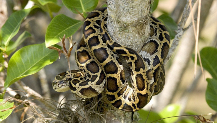 Serpiente pitón