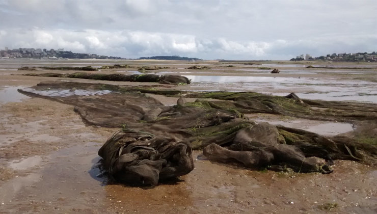 Mallas de protección retiradas de los parques de almejas en Santander