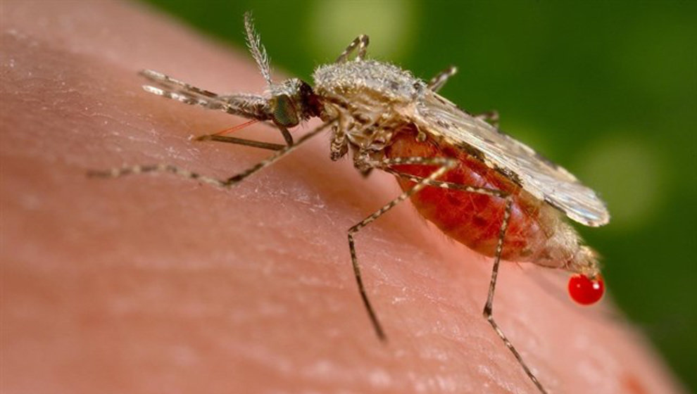 La vacuna para la malaria podría estar preparada antes de final de año