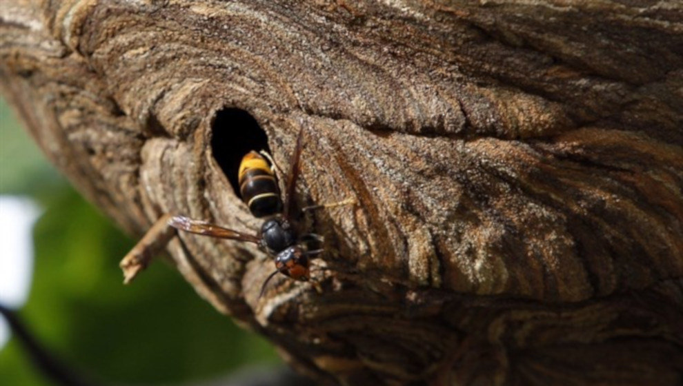 Avispa asiática