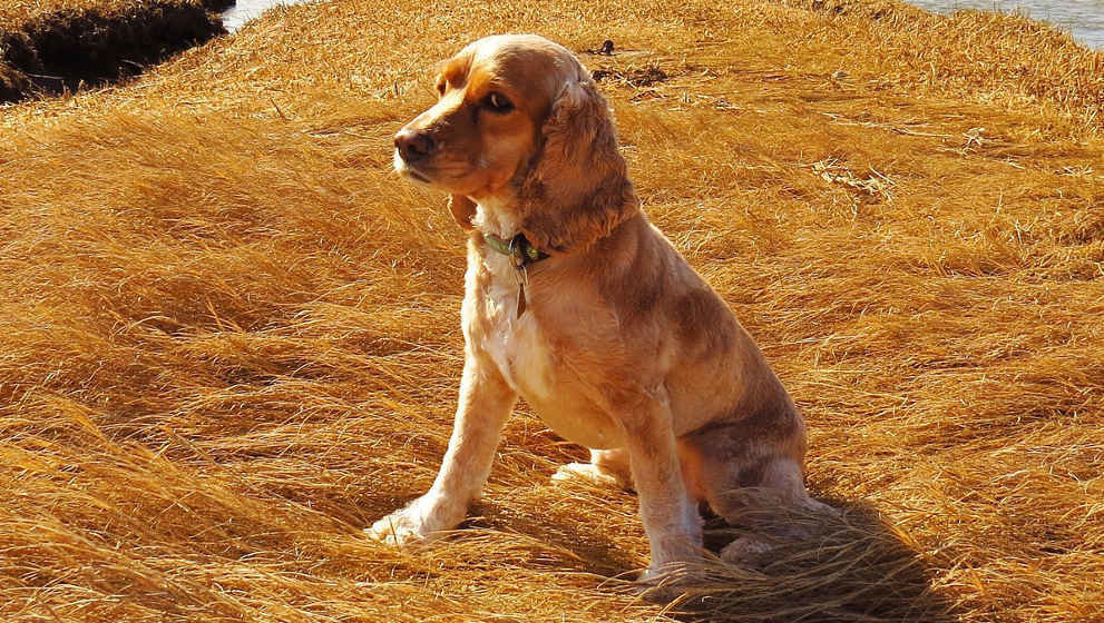 Cocker Spaniel. Foto: Pixabay