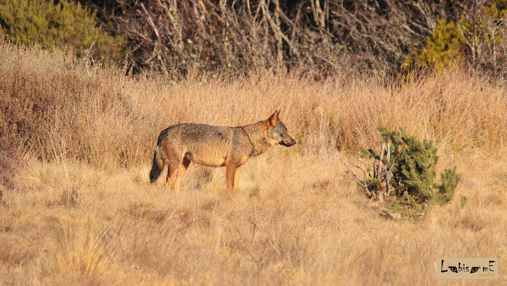 lobo