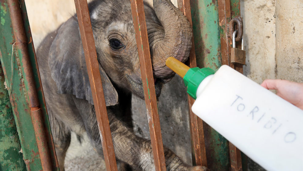 &#39;Toribio&#39; es el nombre del nuevo elefante de Cabárceno