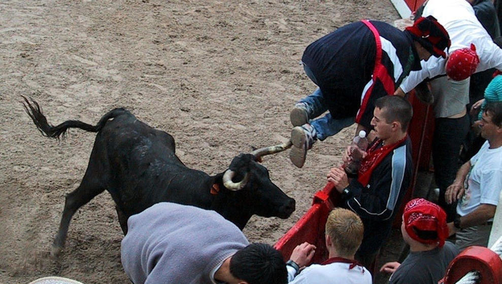 Suelta de vaquillas en la Plaza de Toros de Ampuero, tras los encierros