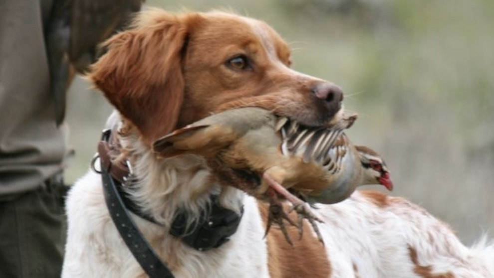 Perro de caza