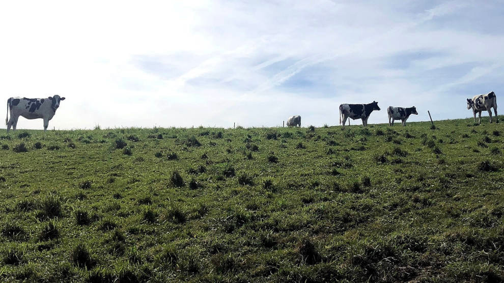 Vacas en un campo