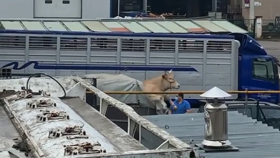 Captura del vídeo donde la vaca intenta salvar su vida | Foto: redes sociales