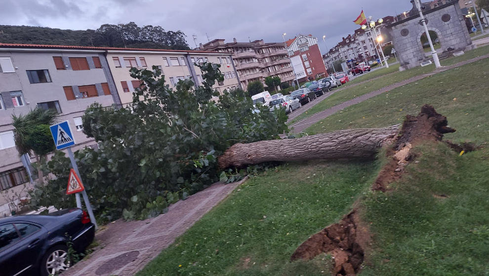 Árbol caído en Santoña