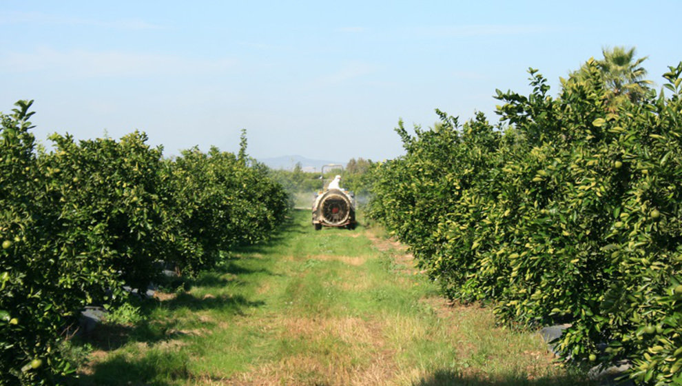 Agricultor en el campo