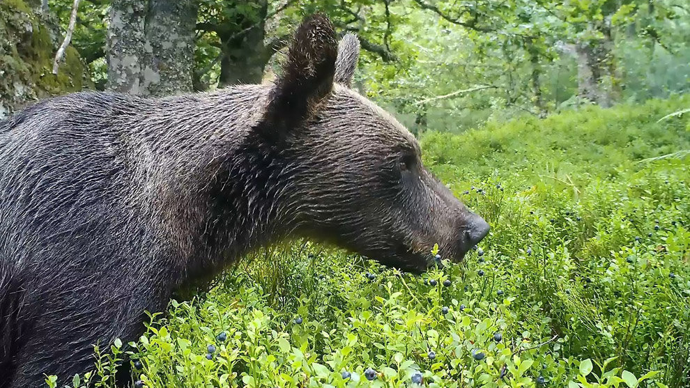 Oso pardo