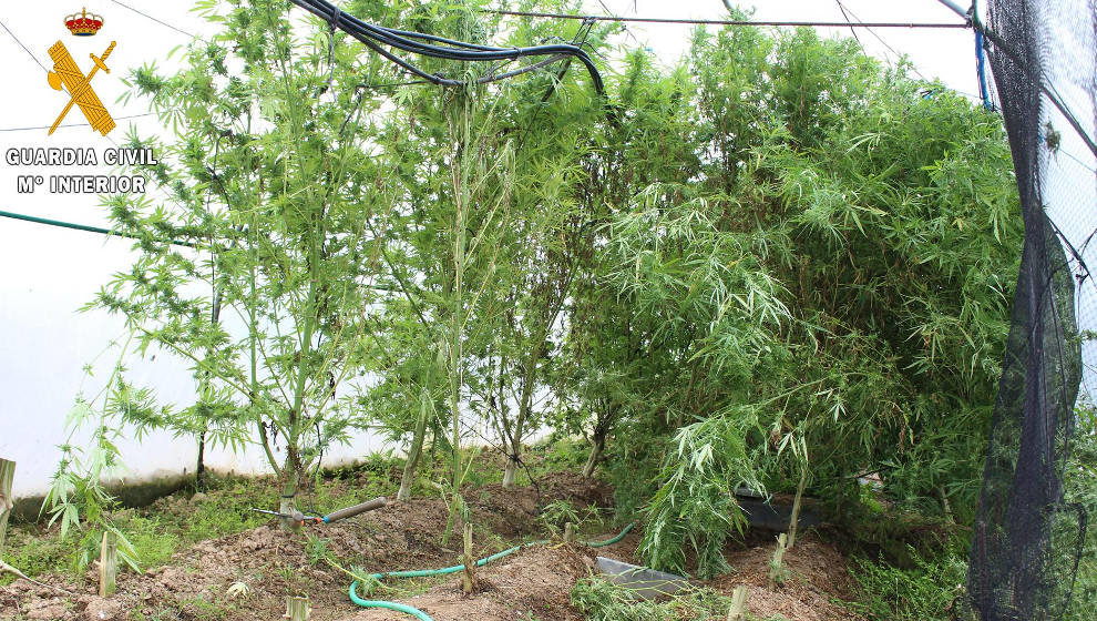 Plantas de marihuana en el invernadero