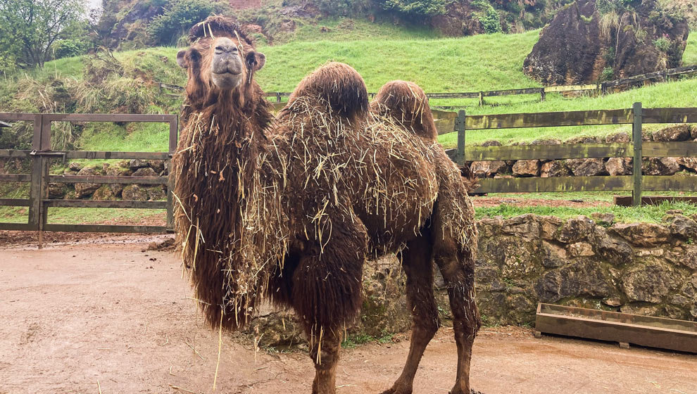 Un camello bactriano llega al Parque de Cabárceno