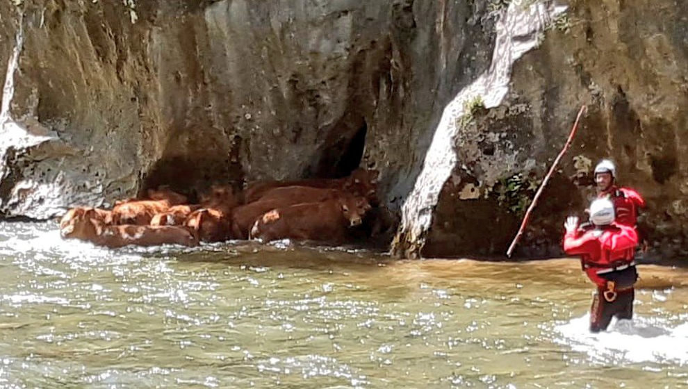 Rescate de los terneros por efectivos del 112 Cantabria | Foto: 112 Cantabria