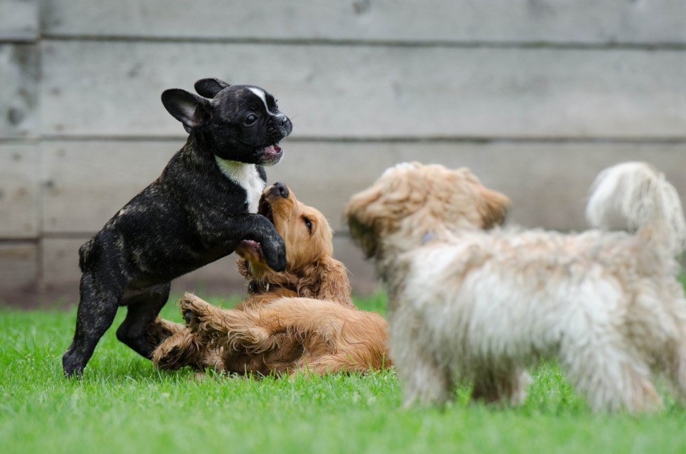 Las mascotas deberán tener un DNI animal a partir de 2022