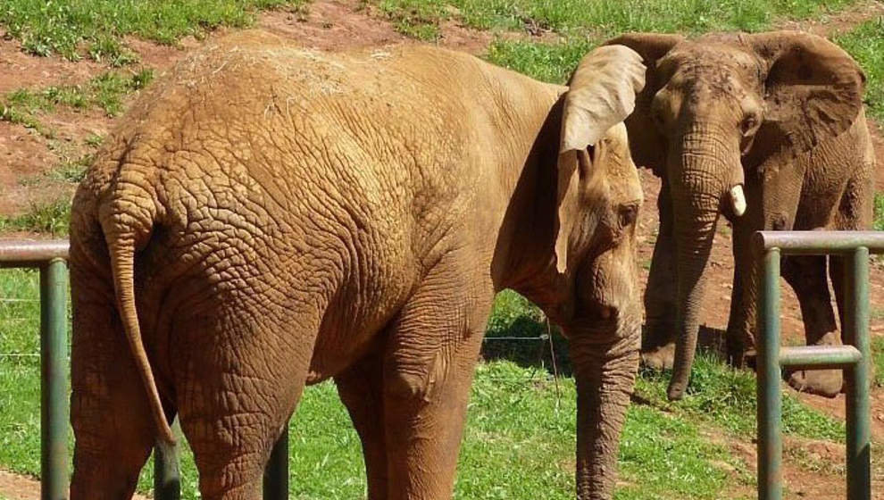 Elefantes en Cabárceno