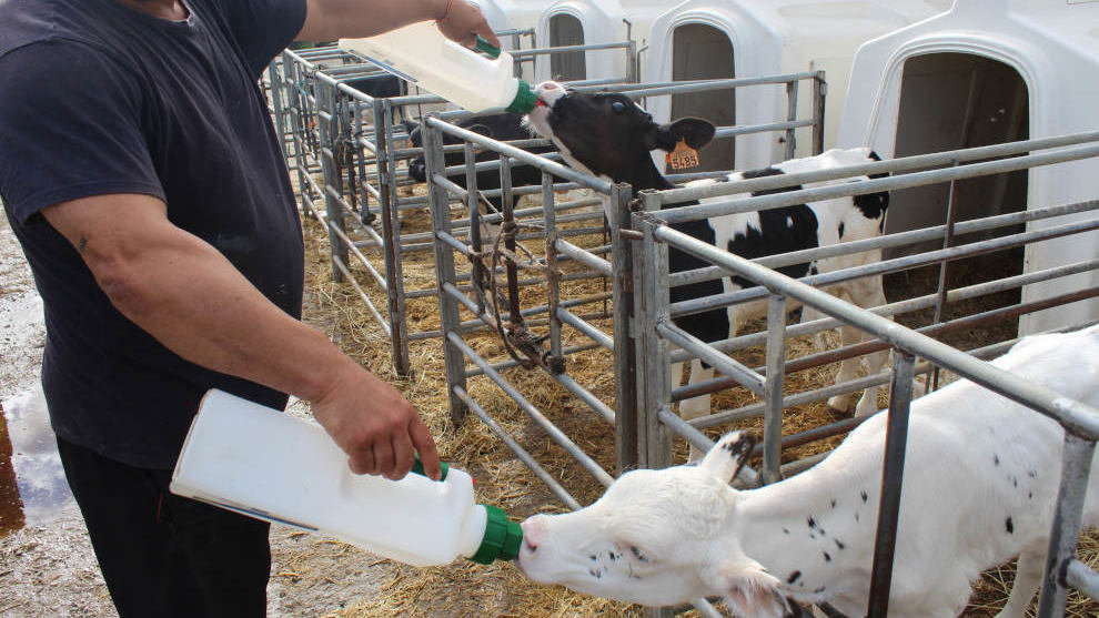 Actividad de dar la leche a los terneros en Ocio La Flor