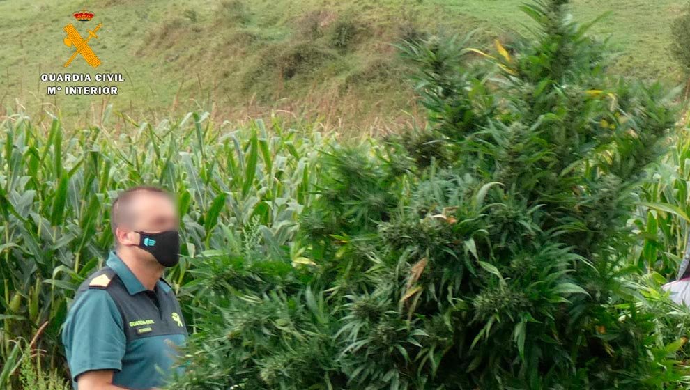 Plantación de marihuana intervenida en Vispieres