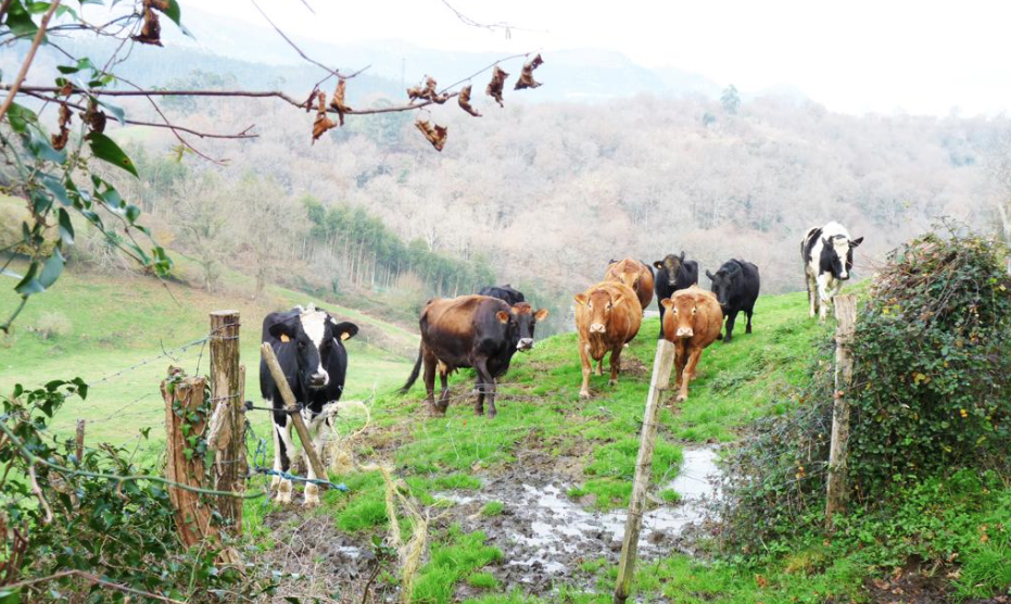 Vacas en Rasines