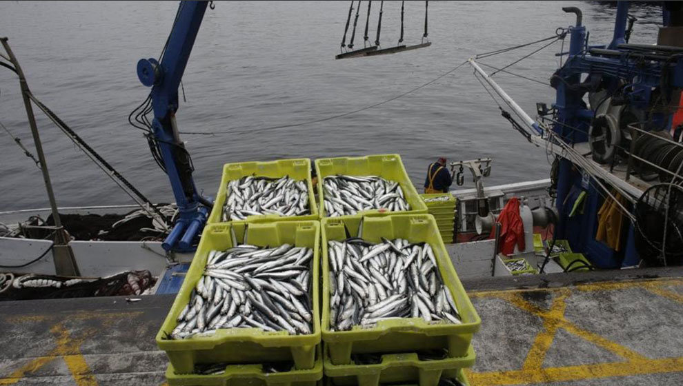 La costera de la anchoa