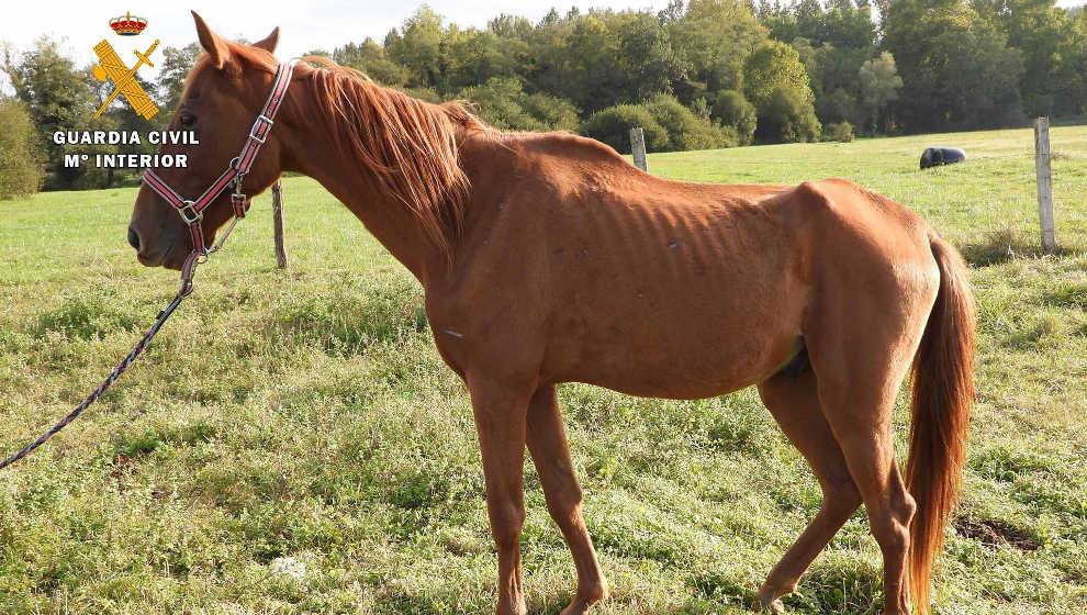 Uno de los caballos inrtervenidos en la operación