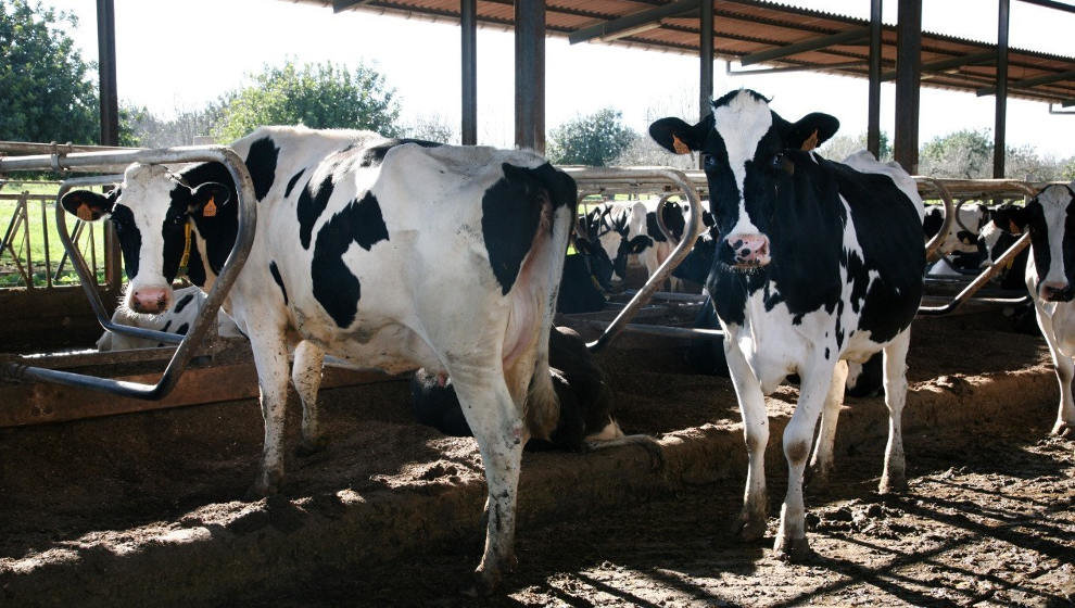 Vacas en una ganadería