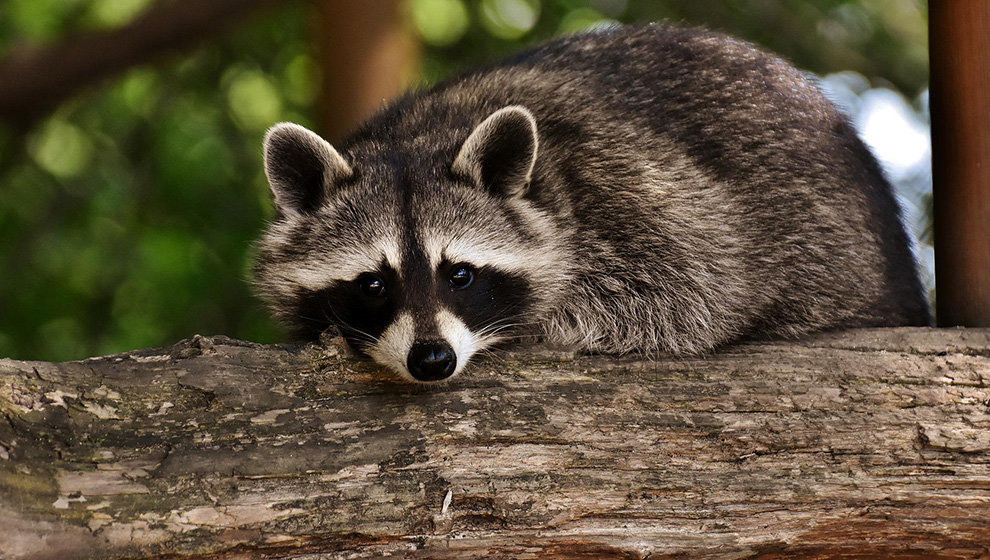 El mapache es uno los animales ilegales en España como mascota