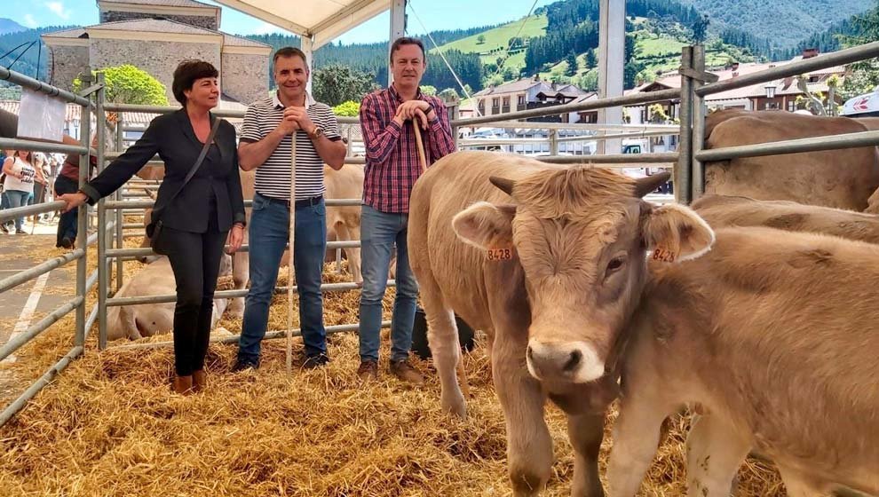 Concurso Nacional de la Raza Bovina Parda de Montaña celebrado en Potes